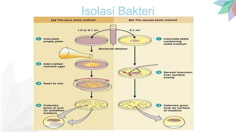 Isolasi dan Identifikasi Bakteri Endofit Beberapa Jenis Pohon ... - Neliti - raincitystudios.com
