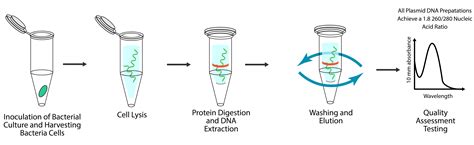 isolation of plasmid (midi and maxi prep) - Molecular Biology - muktibox.com
