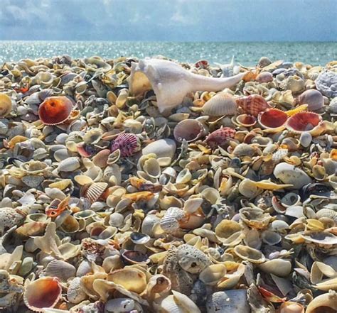 It took twelve thousand rotting sea snails to create just one gram of ... - wintechmobiles.com