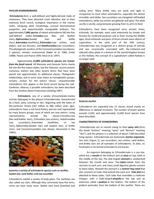 ITIS - Report: Echinodermata