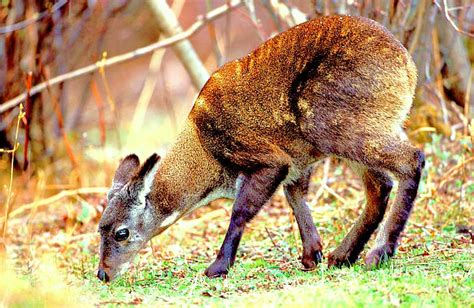 ITIS - Report: Moschus chrysogaster sifanicus