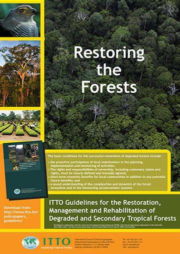 ITTO releases guidelines for restoring degraded … - raincitystudios.com