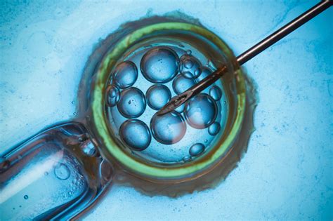 IVF, Surrogacy, And Cryogenics: Law And Assisted Reproduction