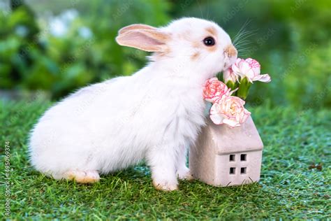 🍌 I_Babybunny Leaks +18 22 Photos