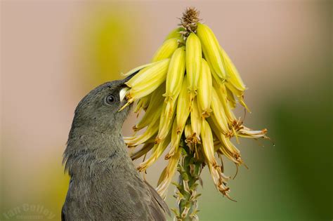 Ian Colley Photography - SmugMug