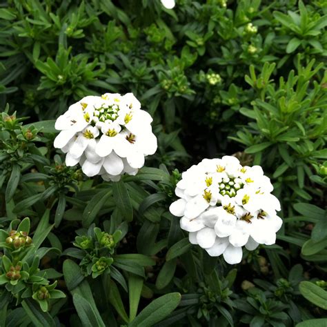 Iberis sempervirens Snow