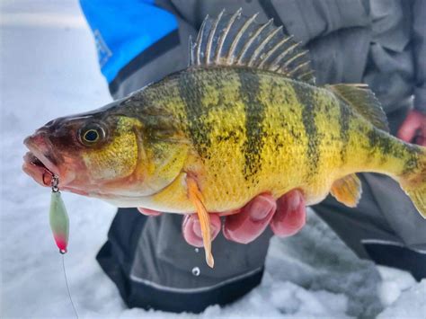 Ice Fishing Lures - Lures