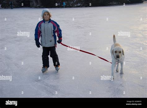 Ice Skating Dog Foto e immagini stock - Getty Images