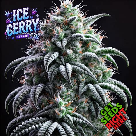 Ice ice berry strain effects.  Fire & Flower has the best cannabis, for the best prices.  Ice h...