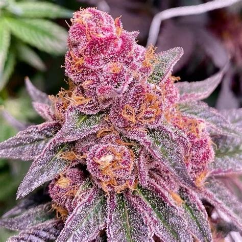 Ice pie strain. Things To Know About Ice pie strain. 