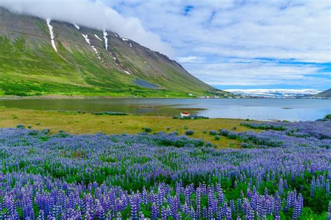 Iceland in may. May is especially a wonderful time to visit Iceland as nature comes to life with blossoming lupine flowers, roaring streams and waterfalls, and baby animals, like the puffin. The fresh scent in the air and long … 
