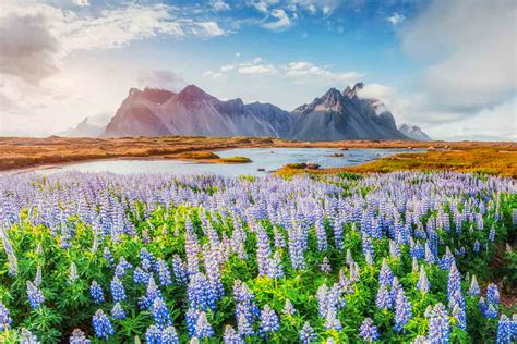 Iceland in the summer. With peaks of 18-20°C (64-68°F), summer in Iceland is quite pleasant and can be very sunny. Average temperatures stay around 10–15°C (50–59°F) in summer. Weather in Summer. With only 10–11 rainy days per month, Icelandic summer is also the driest season. This period, between May and August, also has the lowest probability of storms. 