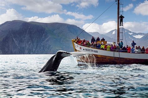Iceland whale watching. 100% Whale Watching · Prices. Price: 10.990 ISK per person 5.495 ISK for kids 7-15 years old · Booking terms: Weather and sea conditions · Location. Whale ... 
