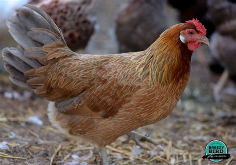 Icelandic chickens - Breezy Bird Farms