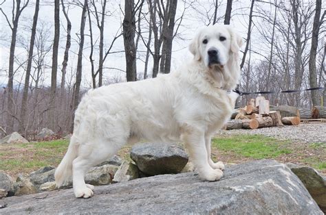Intro Page · Pet Breeder Phillipsburg, NJ, United States, New Jersey icewindtlc@gmail.com Icewindgoldens.com Not yet rated (4 Reviews) Photos See all photos Icewind English Cream Golden Retrievers …. 