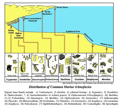 Ichnofacies. This ichnofacies has been widely recorded from the freshwater fluvial system, especially in overbank and channel deposits that surrounded an extensive assortment of subenvironments (for example, crevasse splays, ponds and levees: Frey et al. 1984; Frey and Pemberton 1984, 1987; Buatois and Mángano 1995, 2002, 2004; Buatois et al. 2007). 