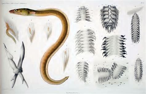 Ichthyotomus sanguinarius eine auf aalen schmarotzende annelide. - A manual for repertory grid technique by fay fransella.