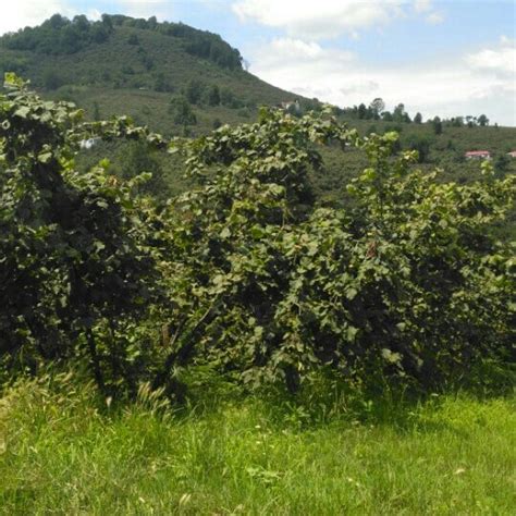 Icilli Halı ve Koltuk Yıkama