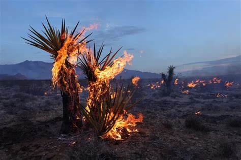 Iconic Joshua trees burned by massive wildfire spreading across Mojave Desert
