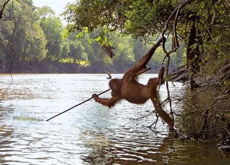 Iconic Photo Shows Orangutan Catching Fish With A …