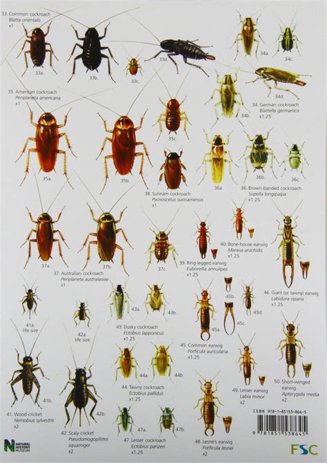 Online insect encyclopedia and insect identifier, Try out Picture Insect app on your phone and identify thousands of insects for free, AI entomologist in your pocket.