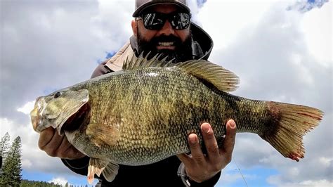 Idaho Fishing Guide Catches State-Record Smallmouth - Outdoor Life