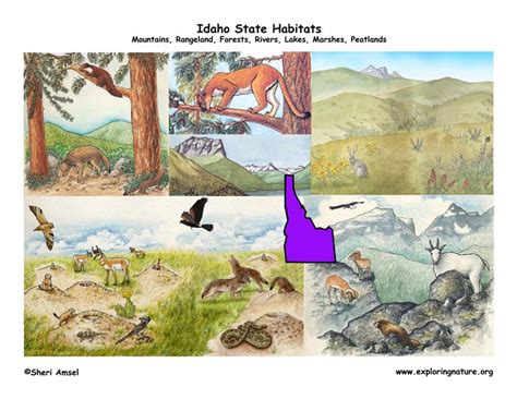 Idaho Habitats, Mammals, Birds, Amphibians, Reptiles - Exploring …