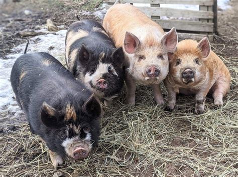 Idaho Pasture Pigs Mysite