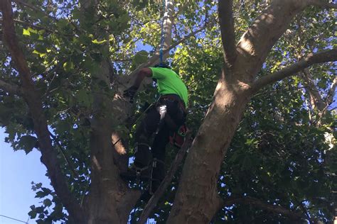 Idaho Tree - Tree Service Boise Tree Trimming Tree Pruning