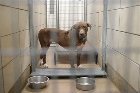 Idaho falls animal pound. The Sponsor a Pet program is handled by The Petfinder Foundation, a 501(c)3 nonprofit organization, to ensure that shelters and rescue groups receive donations in the easiest … 