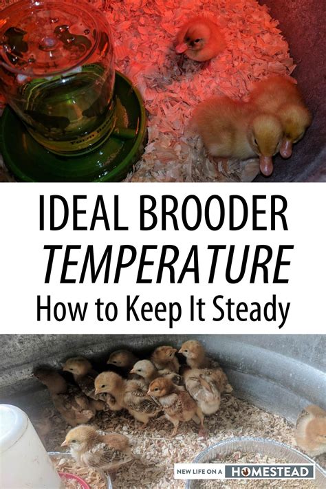 Ideal Brooder Temperature: How to Keep It Steady