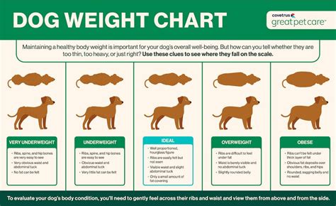 Ideal Dog Weight Chart