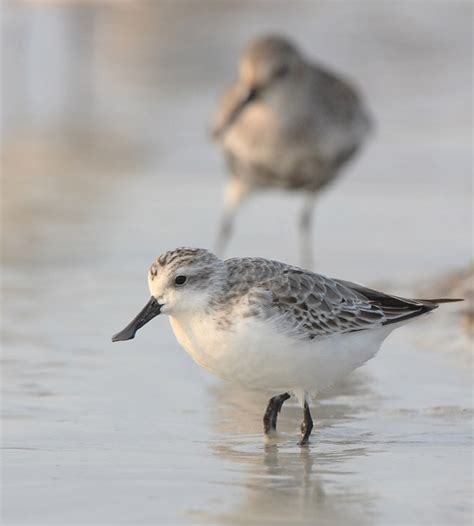 Identification: Spoon-billed Sandpiper or…? Part Two