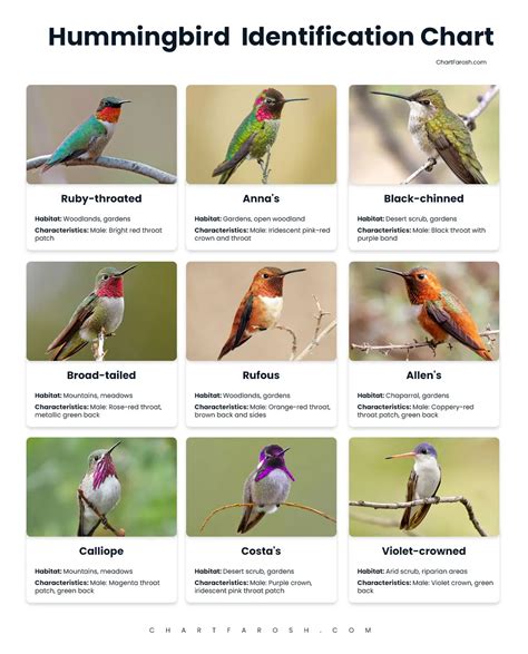 Identification Hummingbird Species Chart