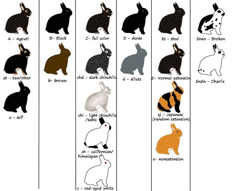 Identification Rabbit Color Chart