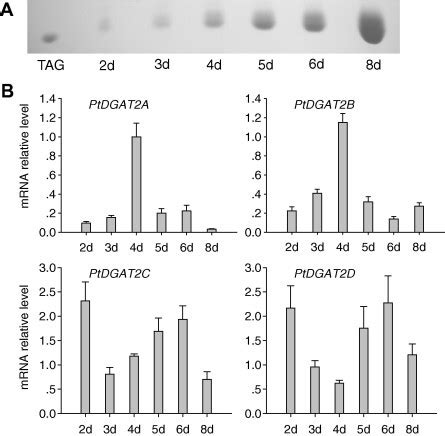 Identification and characterization of PtDGAT2B, an ... - ScienceDirect