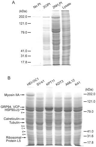 Identification of Cisplatin-Binding Proteins Using Agarose ... - PLOS