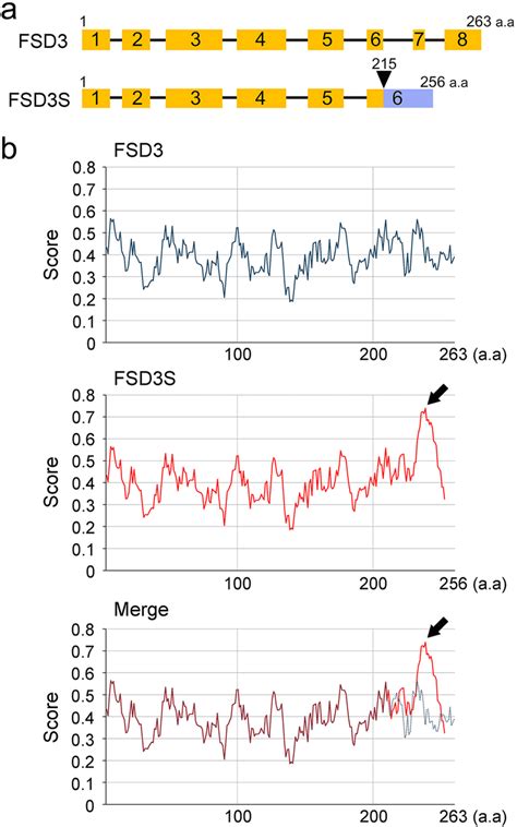 Identification of FSD3S, a splicing variant of FSD3. a A schematic of