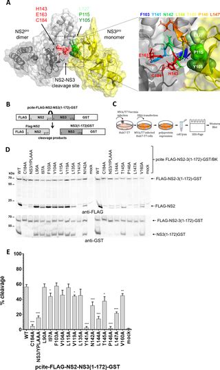 Identification of NS2 determinants stimulating intrinsic HCV NS2 …