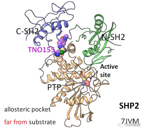 Identification of TNO155, an Allosteric SHP2 Inhibitor for the ... - PubMed