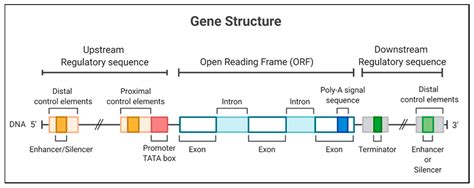 Identification of promoter regions and regulatory sites - PubMed