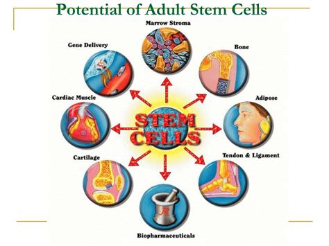 Identified: Human Source Of Adult Stem Cells With Potential To …