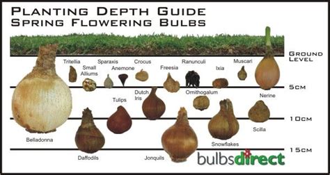 Identify Flower Bulb Identification Chart