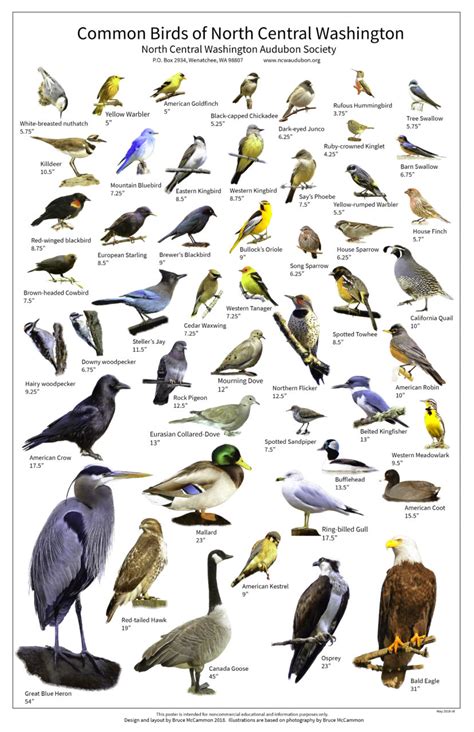 Identify a bird. Things To Know About Identify a bird. 