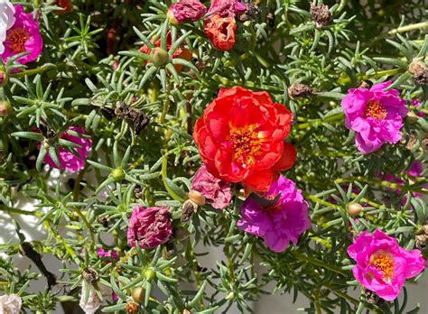 Identify any plant instantly using this built in Android feature Tom s Guide