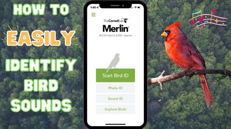Identify bird sounds free. Dec 22, 2020 · Two other popular bird apps were right about half the time: Smart Bird ID, which offers a $29-a-year membership, is free if you’re willing to put up with listening to videos or doing some shopping. Song Sleuth is an easy-to-use app that provides a list of likely birds — and was right about half the time in our tests. 