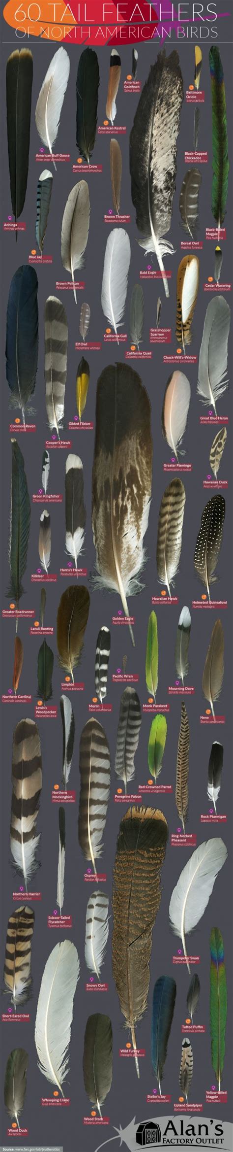 Unique Feather Traits for Species Identifi