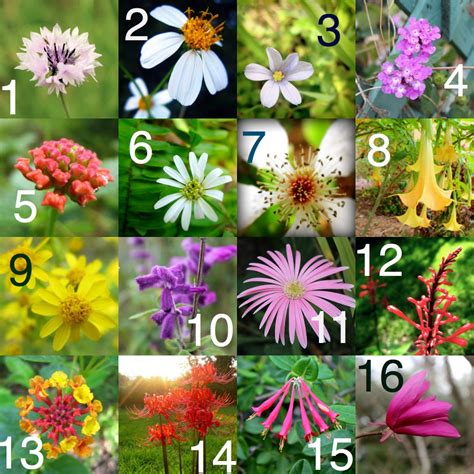 Identify flowers. Things To Know About Identify flowers. 