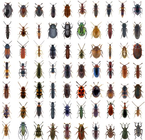 Insect Identification - a gaint database of insects and spi