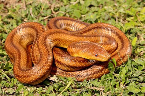 Identify snakes. There are 6 venomous snakes in Arkansas. Northern Cottonmouth, Eastern Copperhead, Timber Rattlesnake, Pygmy Rattlesnakes, Western Diamond-backed Rattlesnake, and Texas Coralsnake species are all highly venomous and native to Arkansas. While they rarely bite, these snakes are highly venomous and require medical attention in case of a bite. 